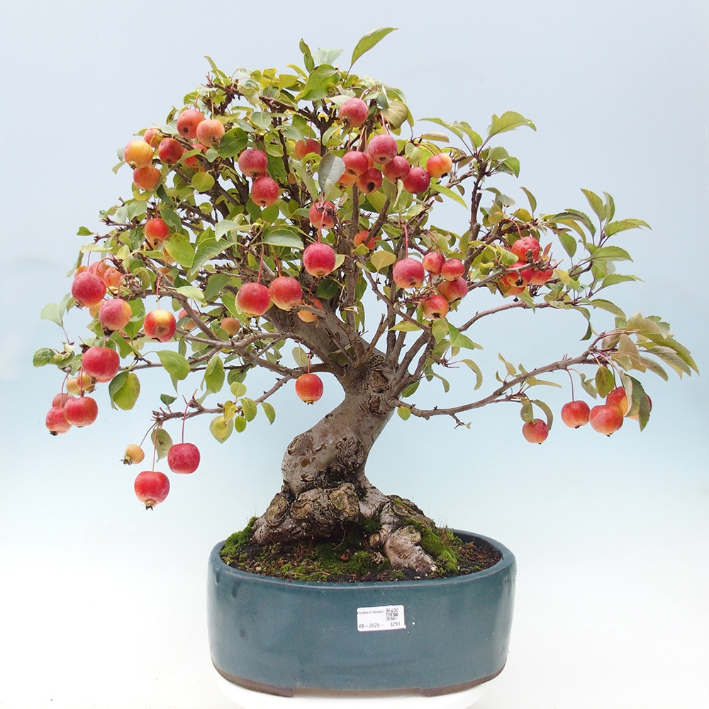 Vonkajší bonsai -Malus halliana - Maloplodá jabloň