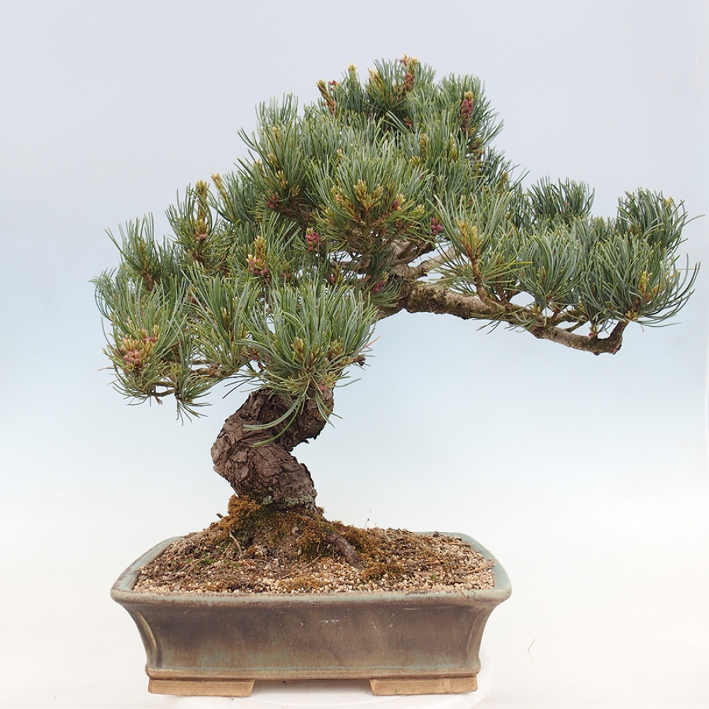Vonkajšie bonsaje - Pinus parviflora - Pinus parviflora