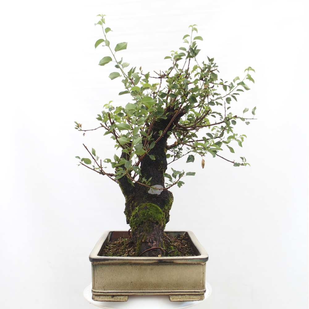 Vonkajšie bonsai - Mahalebka - Prunus mahalieb