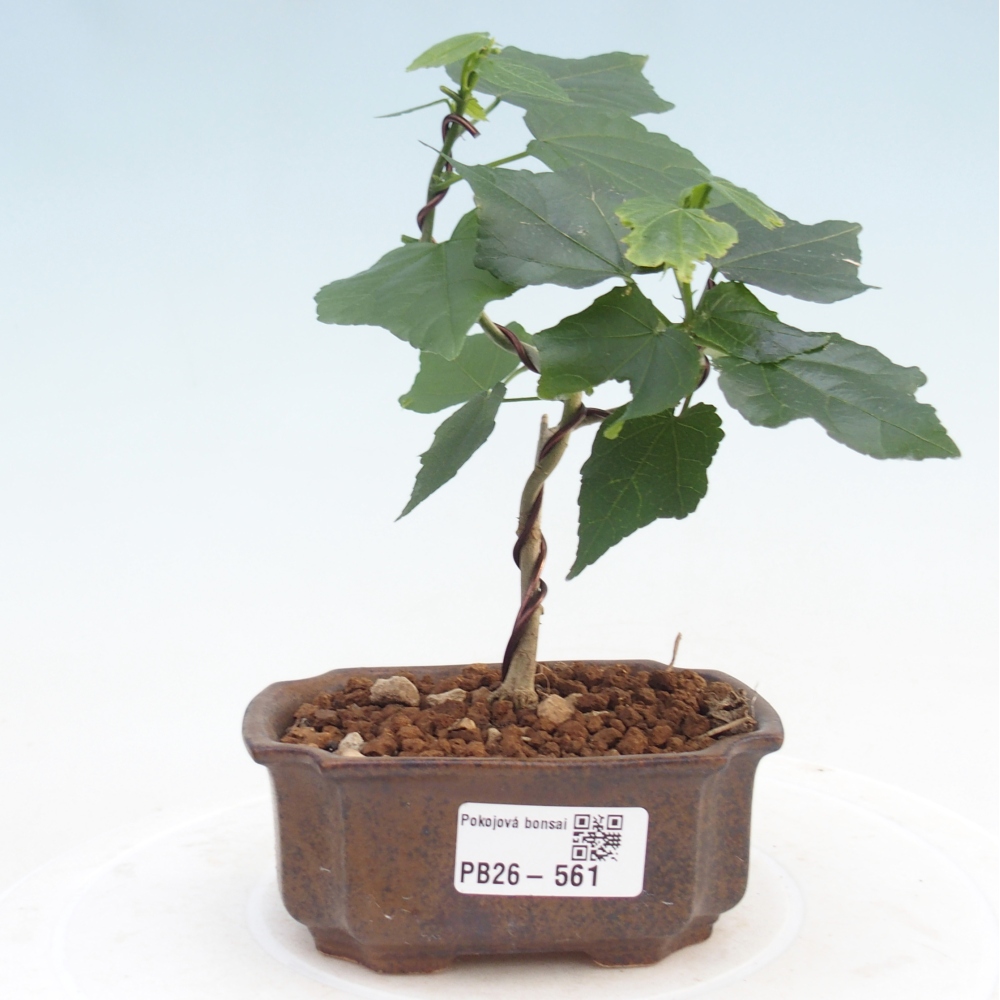 Izbový bonsaj - Malvaviscus arboreus