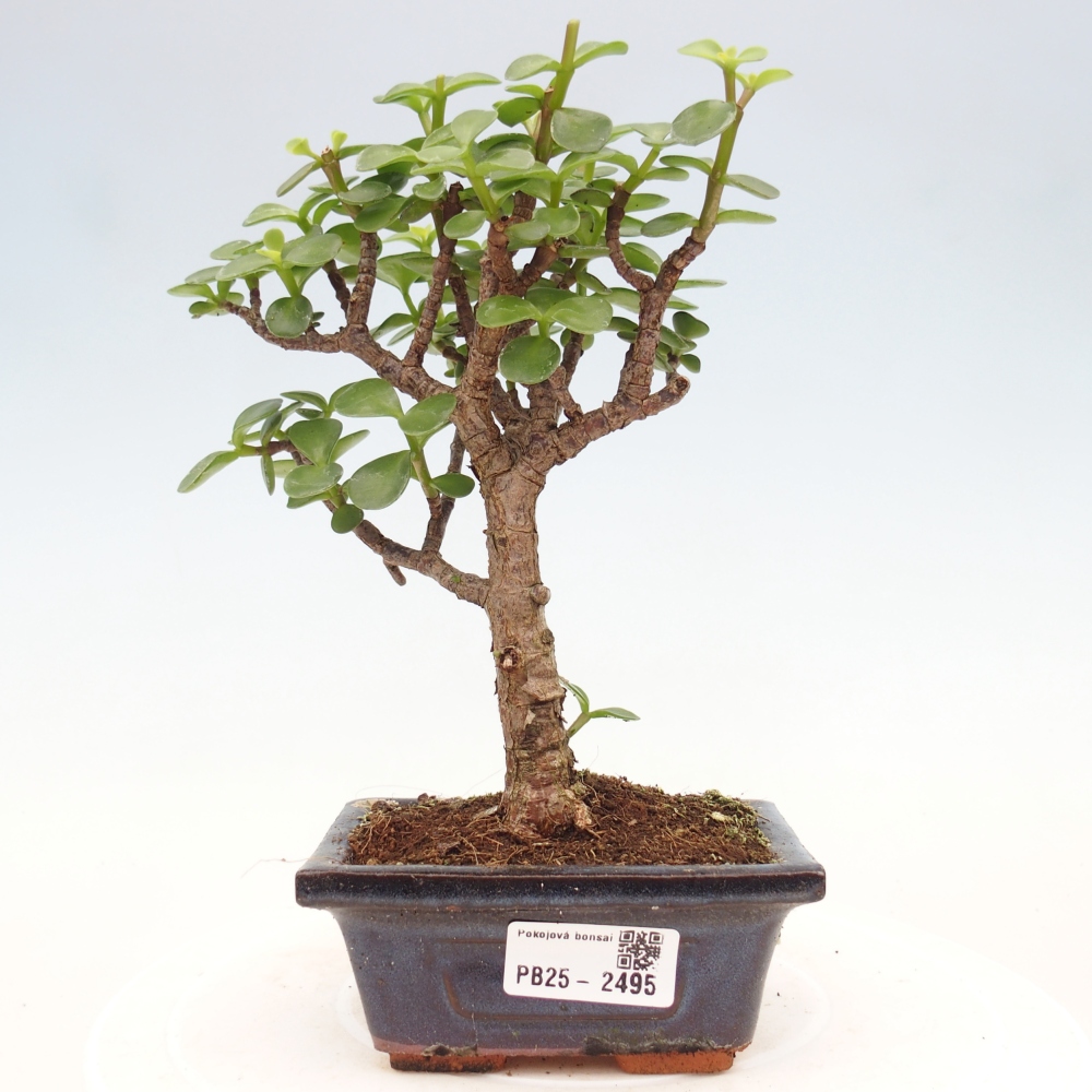 Izbová bonsai - Portulakaria Afra - Tlustice