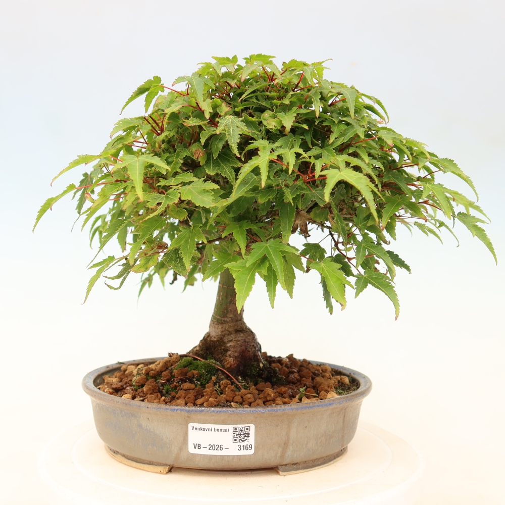 Acer palmatum KIOHIME - Javor palmetový