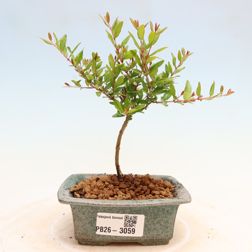 Izbový bonsaj-PUNICA granatum nana-Granátové jablko