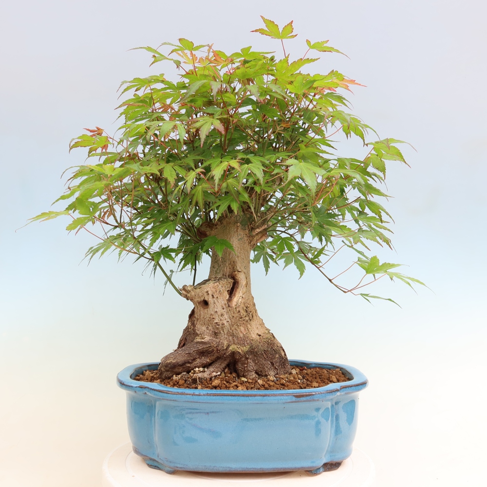 Vonkajšie bonsaje - Javor Burger - Acer Burgerianum