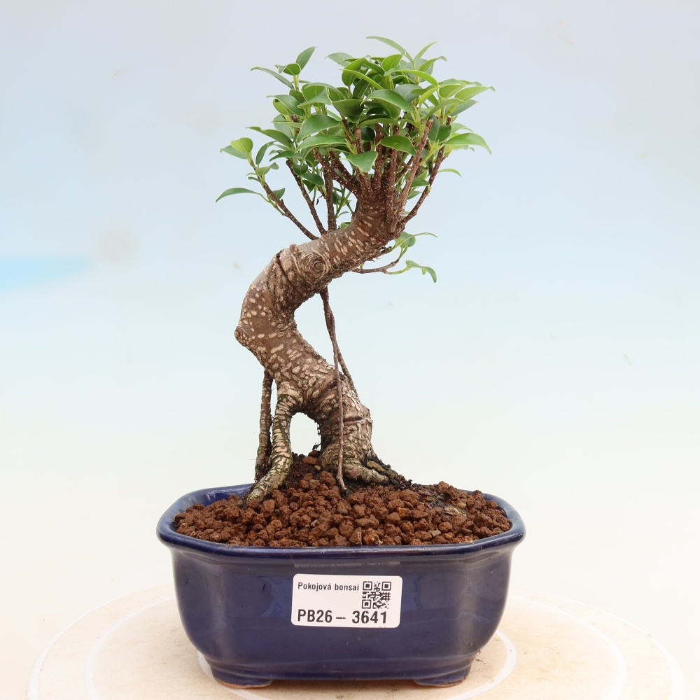 Izbové bonsaje - Ficus kimmen - drobnolistý fikus