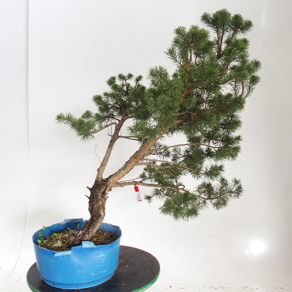 Yamadori - Pinus sylvestris Španielsko