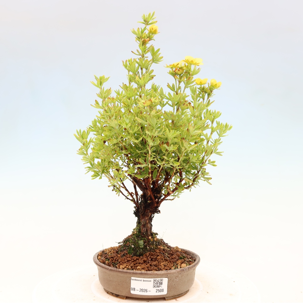 Vonkajšie bonsaje - Potentila fruticosa