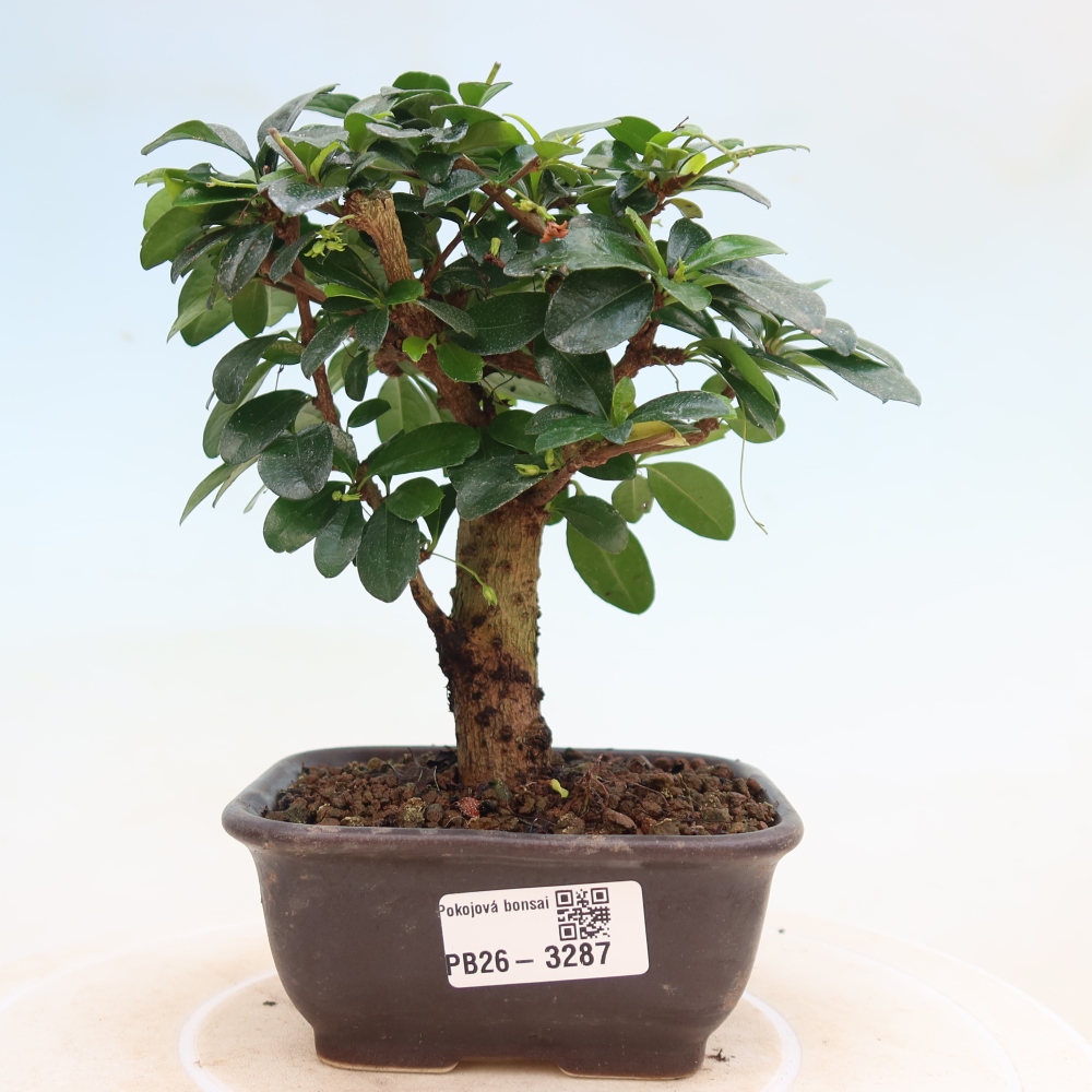 Izbové bonsaje - Carmona macrophylla - Tea fuki