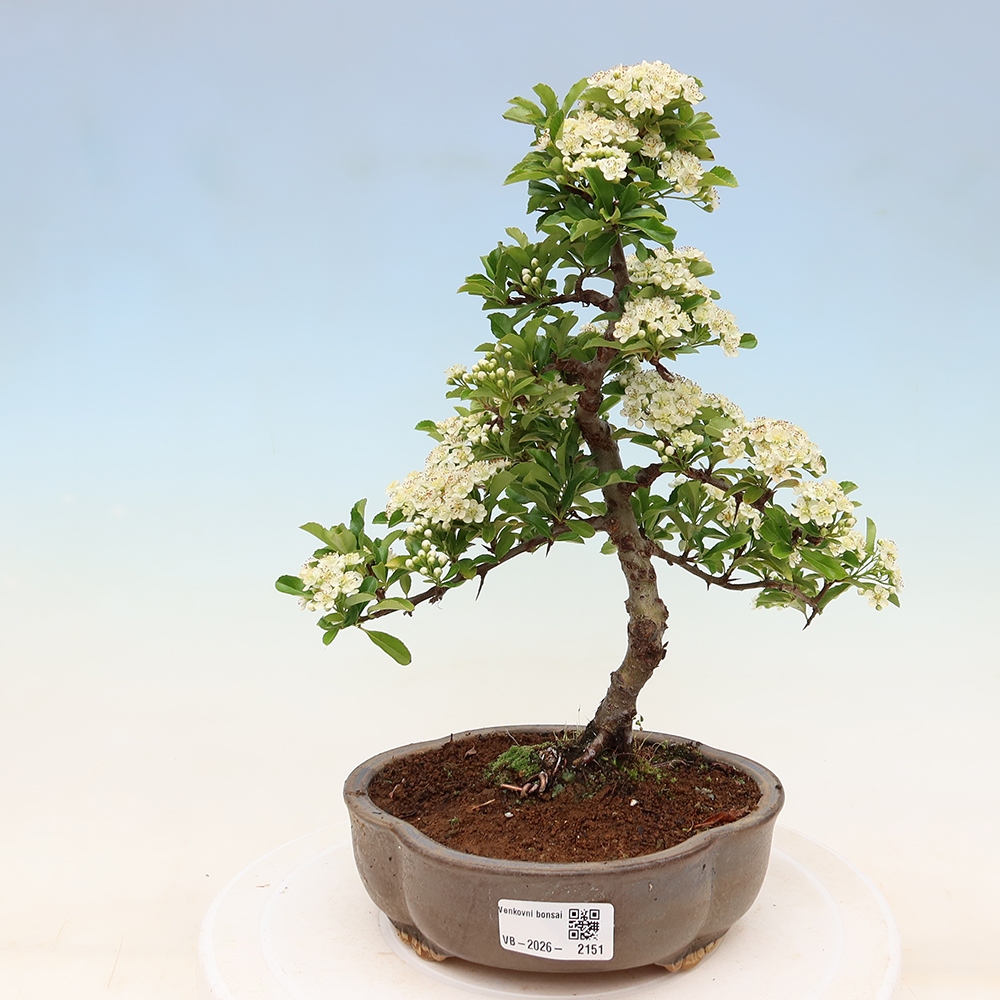 Vonkajší bonsai – Pyracantha teton – hlohovec šarlátový