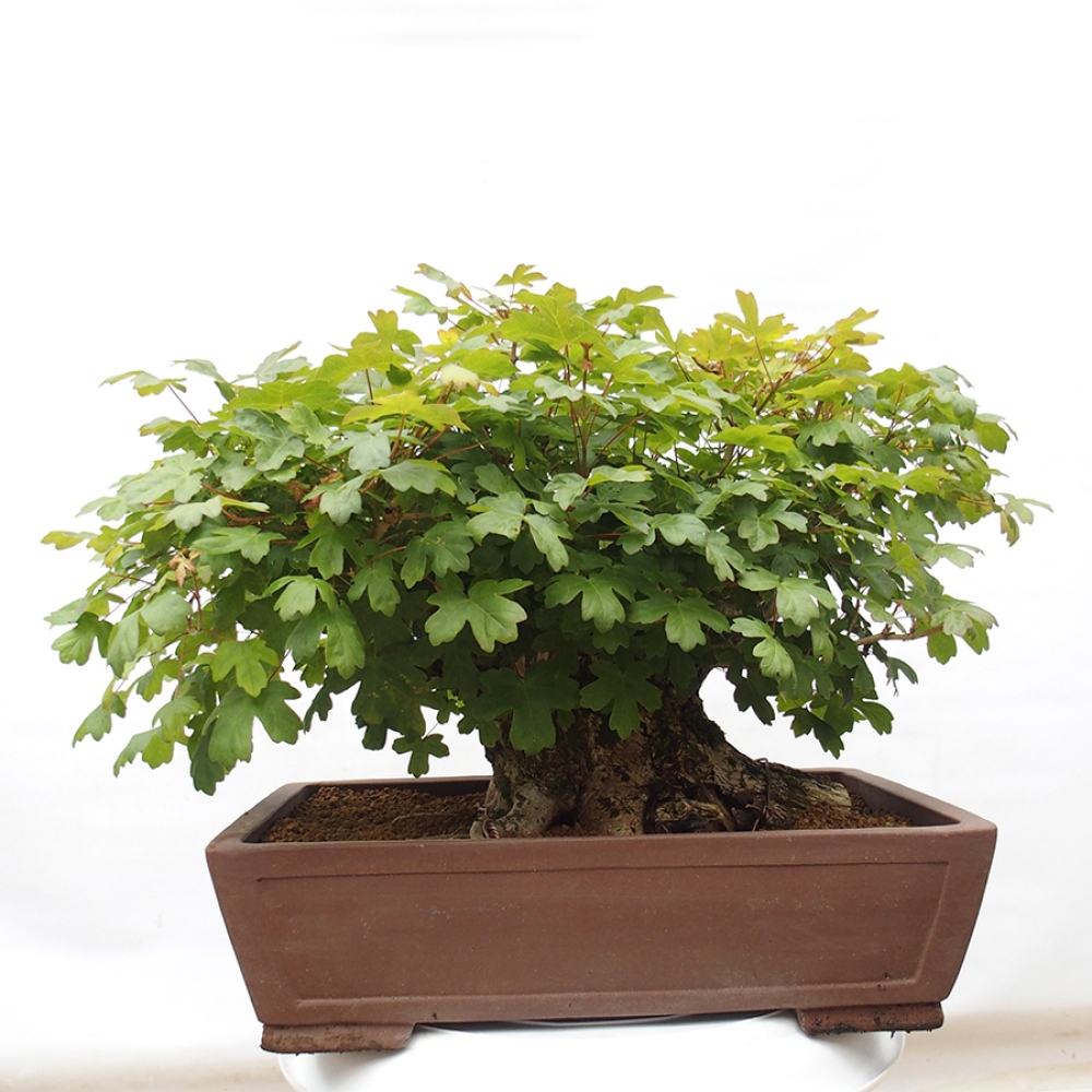 Vonkajší bonsai -Javor babyka - Acer campestre