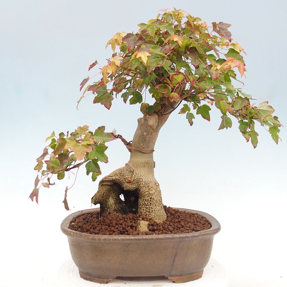 Vonkajšie bonsai - Javor Buergerianum - Javor Burgerův
