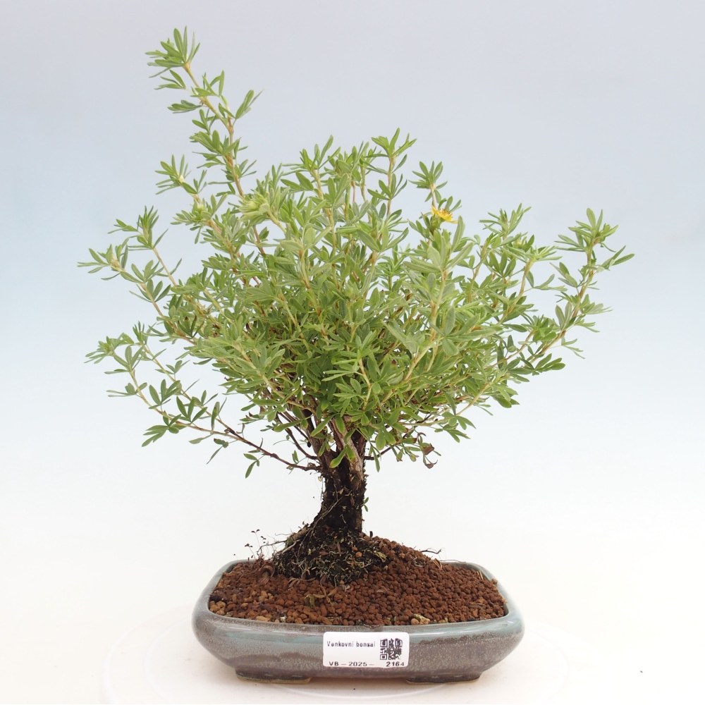 Vonkajšia bonsai-Nátržník krovitá - potentila fruticosa yellow Bird