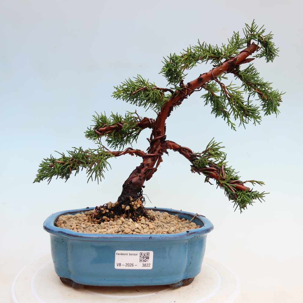Vonkajší bonsaj - Juniperus chinensis Kishu