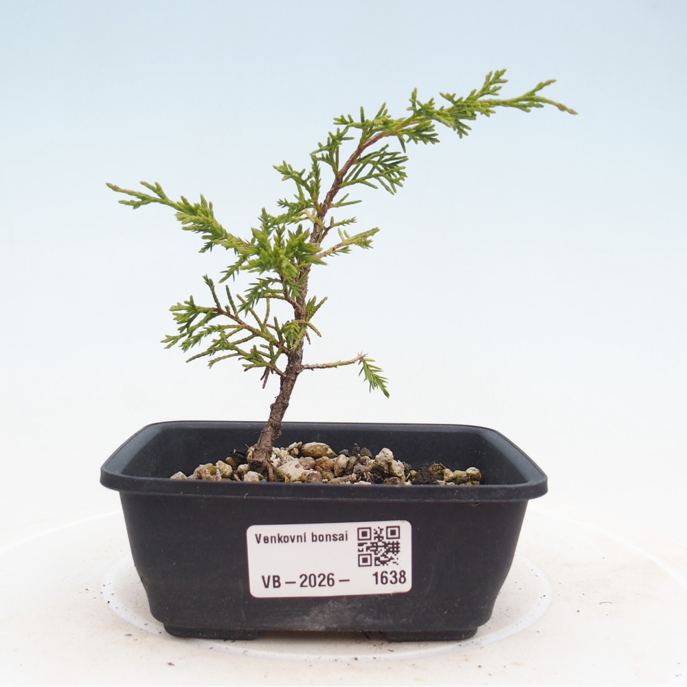 Vonkajší bonsaj - Juniperus chinensis Itoigawa