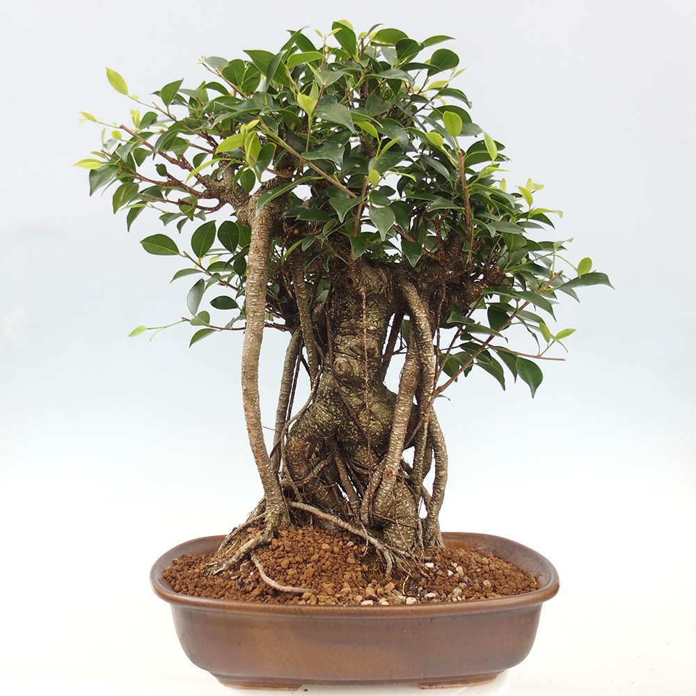 Izbový bonsaj - Ficus kimmen - drobnolistý fikus - len osobný odber alebo preprava na paletách