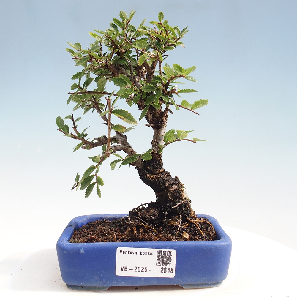 Vonkajšie bonsai - Zelkova - Zelkova Nirom