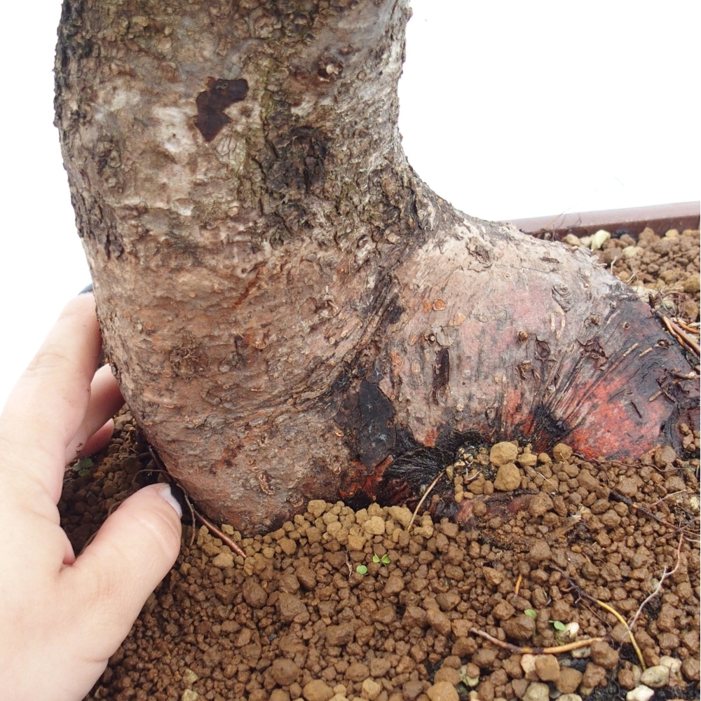 Vonkajšie bonsai - Mahalebka - Prunus mahalieb