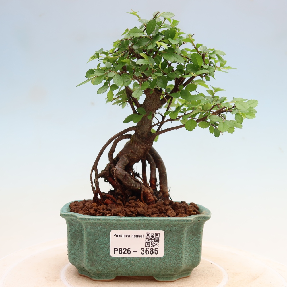 Izbový bonsaj - Ulmus parvifolia - brest malolistý