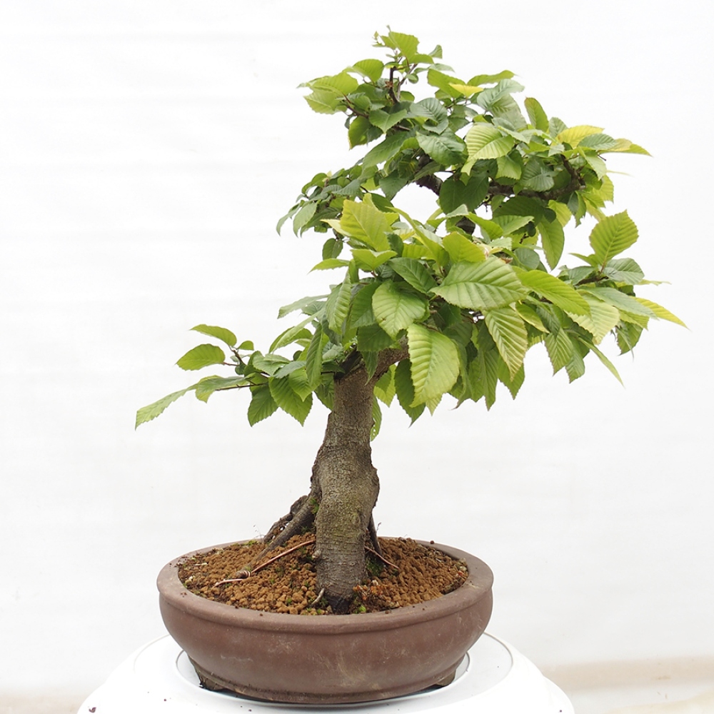 Vonkajší bonsai - Hrab obyčajný - Carpinus betulus