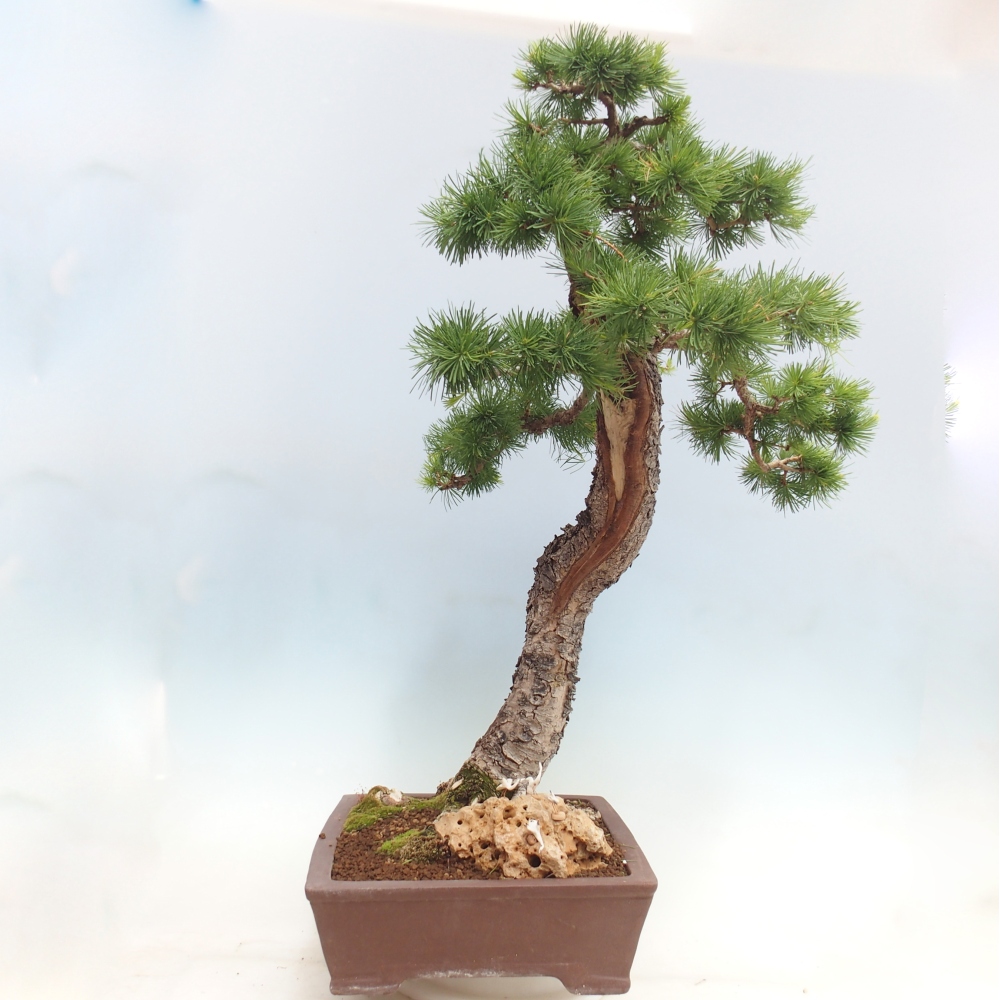 Vonkajšie bonsaje -Larix decidua - Smrekovec