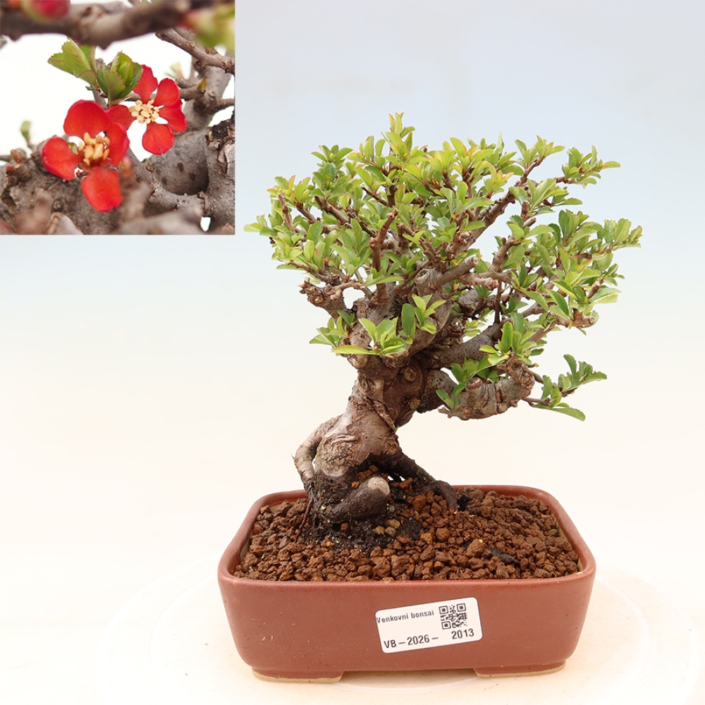 Vonkajší bonsaj - Chaneomeles speciosa Chojubai