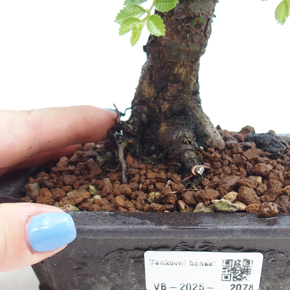 Vonkajší bonsai - Ulmus parvifolia Hokkaido - brest Čínsky