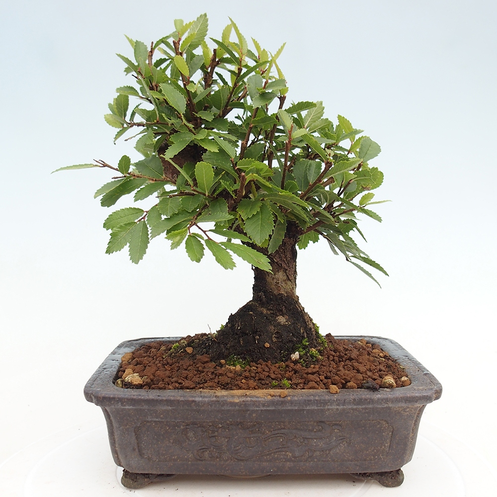 Vonkajšie bonsaje - Zelkova - Zelkova NIRE