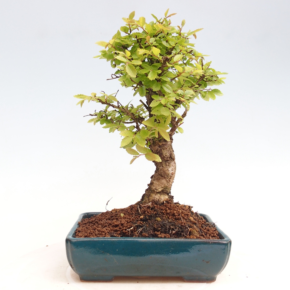 Vonkajšie bonsai - Zelkova - Zelkova Nirom