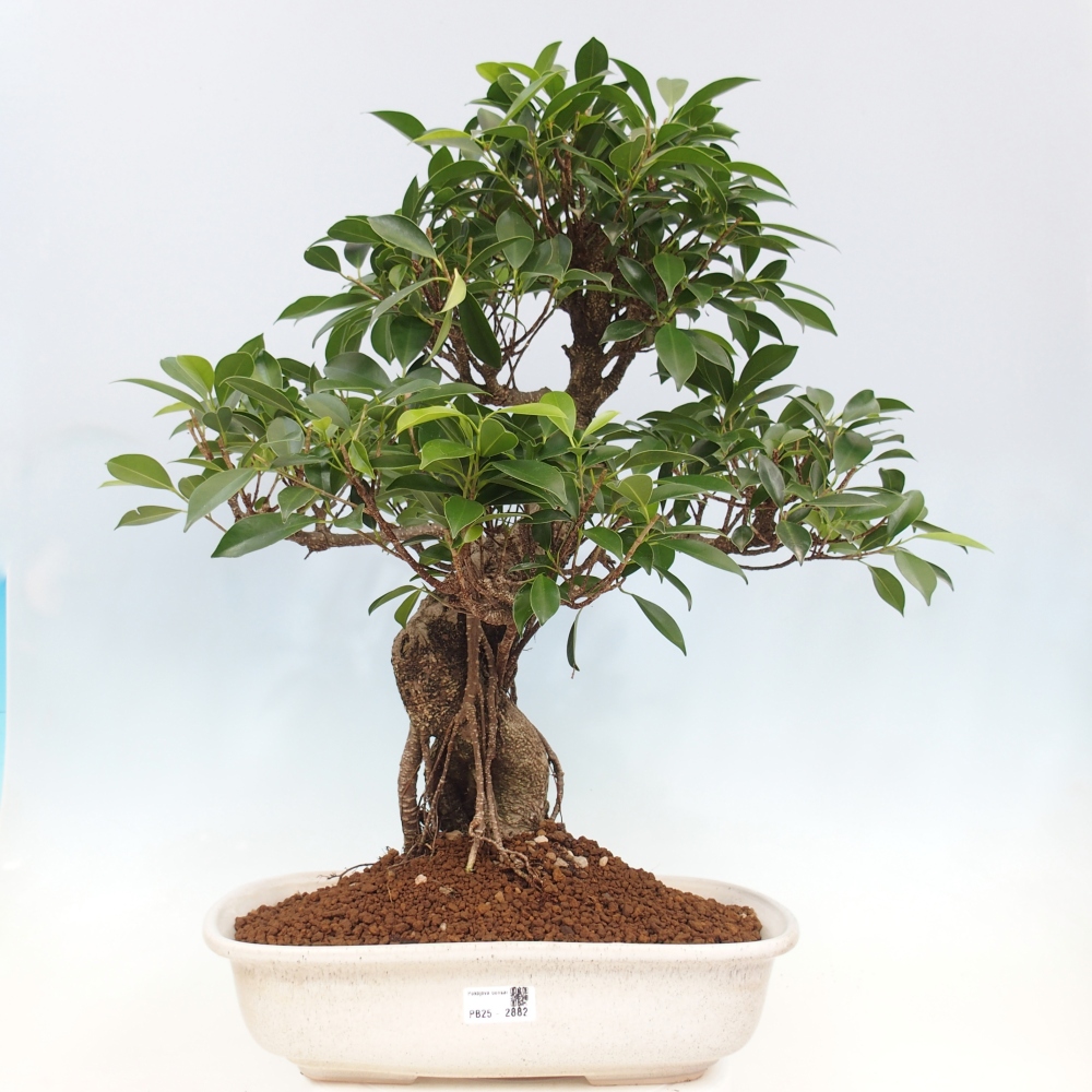 Izbový bonsaj - Ficus kimmen - drobnolistý fikus - len osobný odber alebo preprava na paletách
