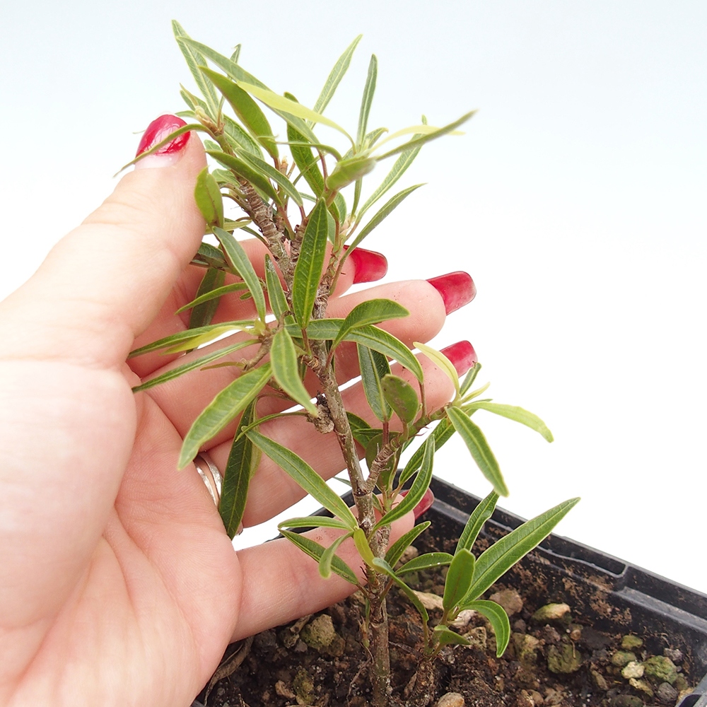 Izbový bonsaj - Ficus nerifolia - drobnolistý fikus v nádobe