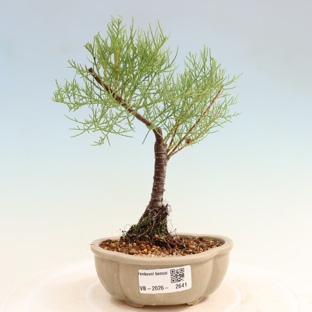 Vonkajšie bonsaje – Tamaryšek – Tamarix