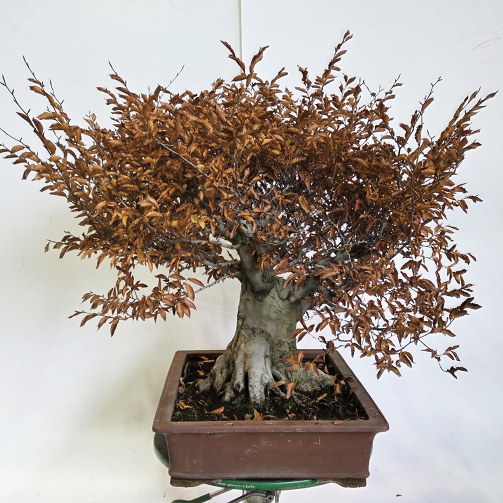 Vonkajšie bonsai -Fagus crenata