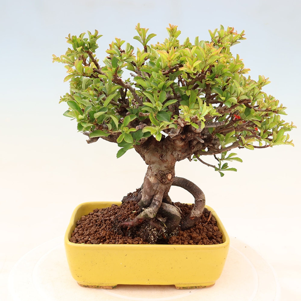 Vonkajší bonsaj - Chaneomeles speciosa Chojubai