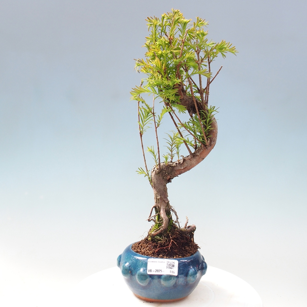 Vonkajšie bonsai - Metasequoia glyptostroboides - Metasekvoja Čínska