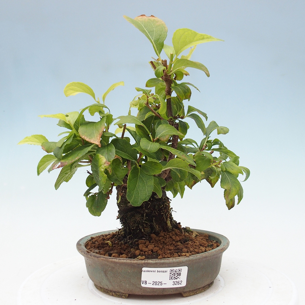 Vonkajšie bonsai - Celastrus Jesenec