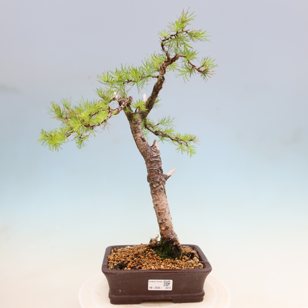 Vonkajšie bonsaje -Larix decidua - Smrekovec