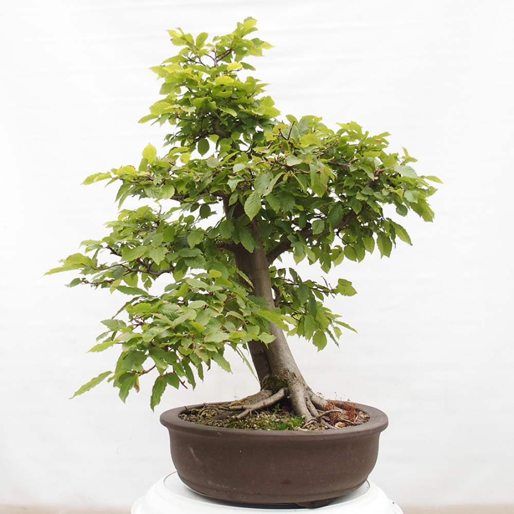 Vonkajší bonsai - Hrab obyčajný - Carpinus betulus