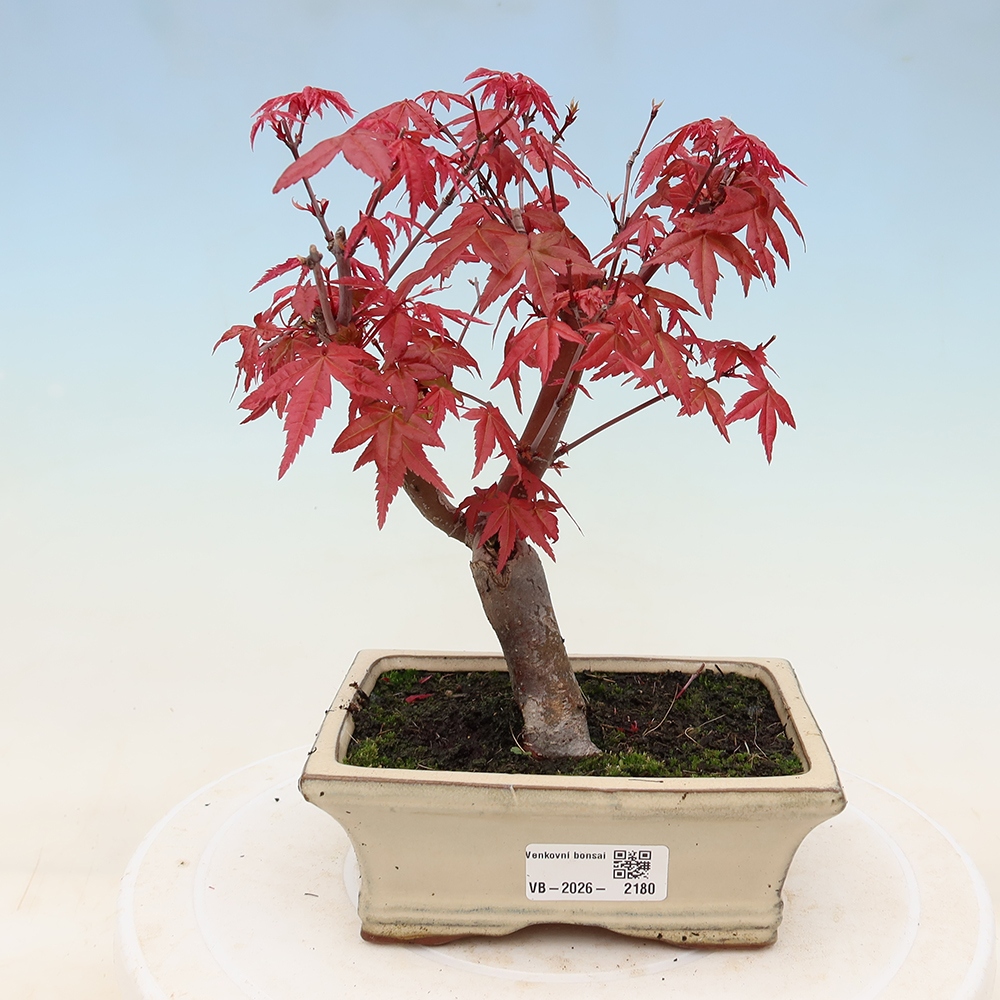 Vonkajší bonsaj - Acer palmatum DESHOJO