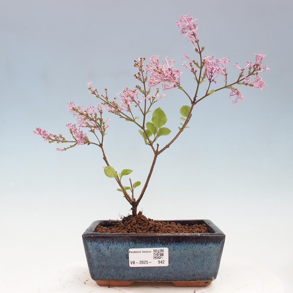 Vonkajší bonsai - Syringa Meyeri Palibin - Orgován Meyerov