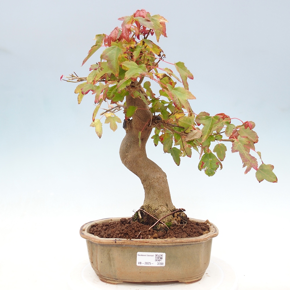 Vonkajšie bonsai - Javor Buergerianum - Javor Burgerův