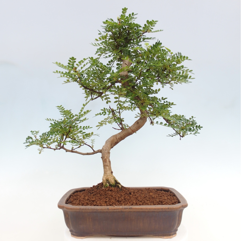 Izbová bonsai - Zantoxylum piperitum - korenistý
