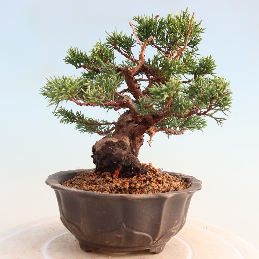 Vonkajší bonsai - Juniperus chinensis Itoigawa -Jalovec čínsky