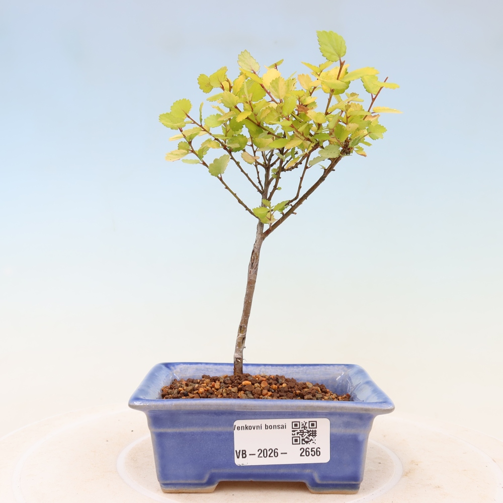 Vonkajší bonsai – trpasličia breza – Betula NANA Golden Treasure