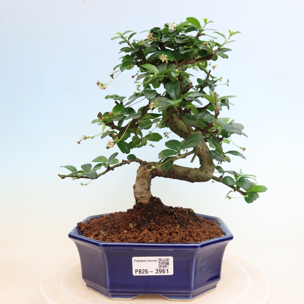 Izbové bonsaje - Carmona macrophylla - Tea fuki