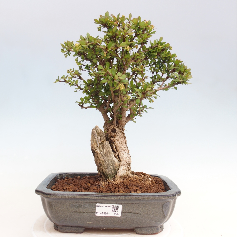 Vonkajšie bonsaje - Berberis coreana