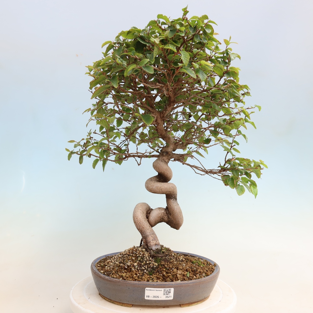 Vonkajšie bonsaje -Carpinus CARPINOIDES - Hrab kórejský