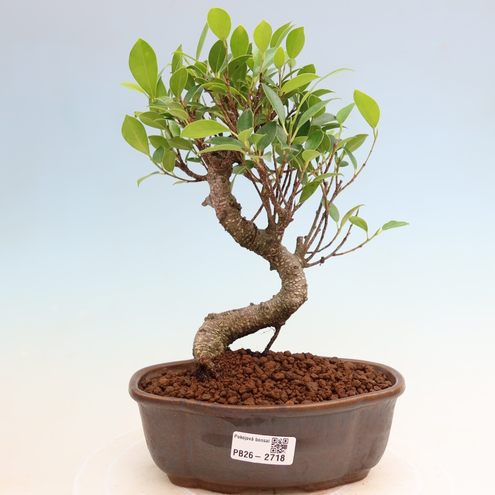 Izbové bonsaje - Ficus kimmen - drobnolistý fikus