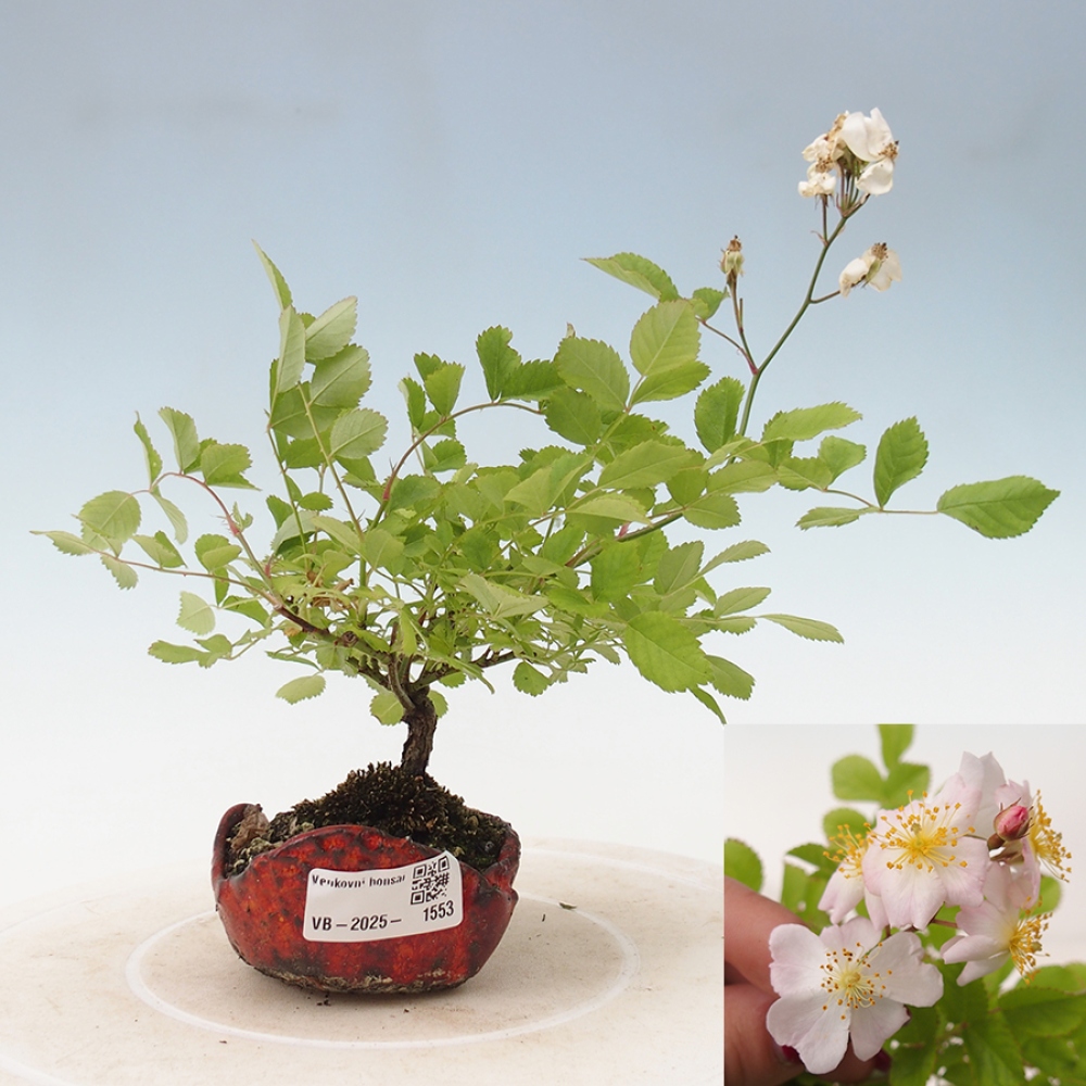 Vonkajší bonsai - Rosa sp. - malokvetá ruža