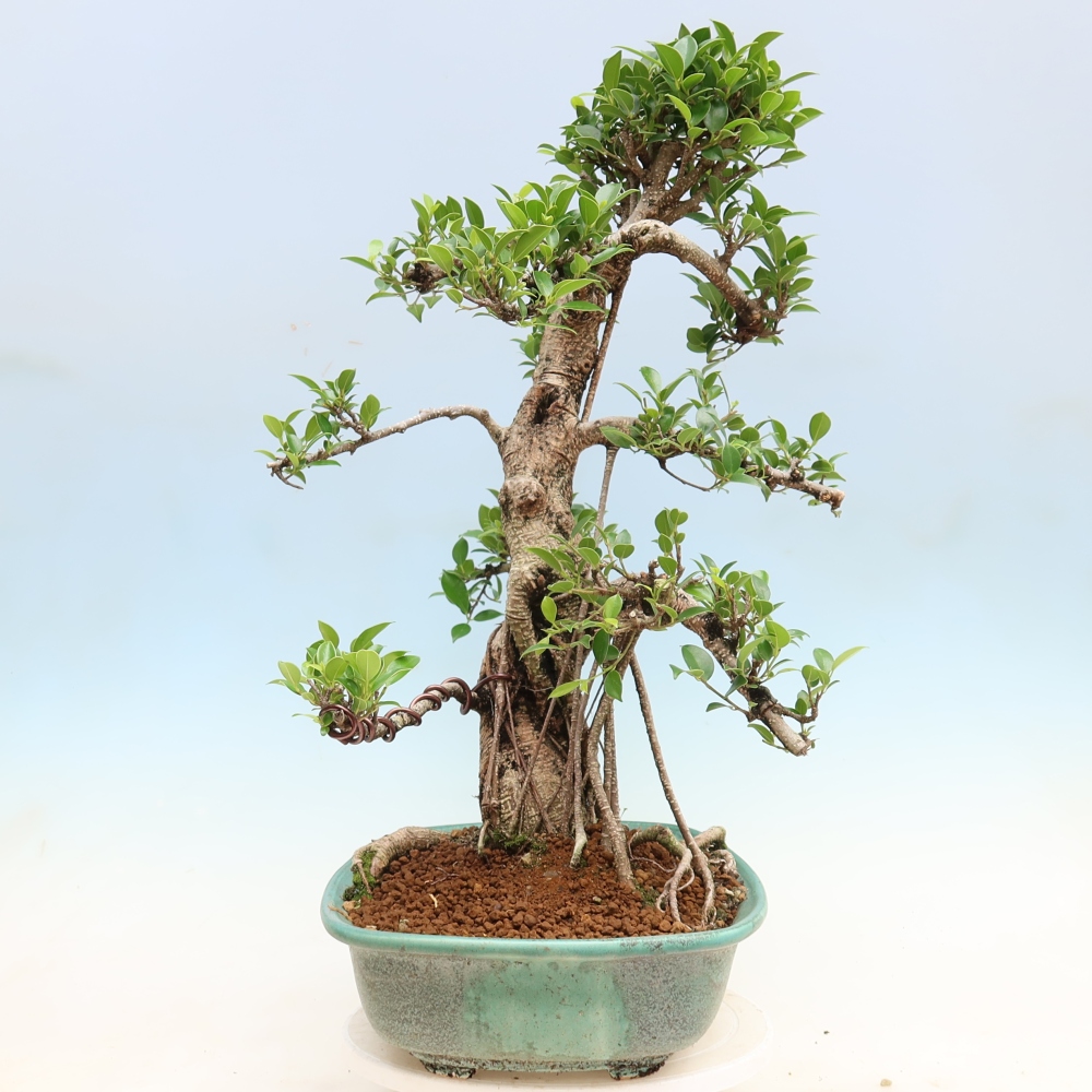 Izbové bonsaje - Ficus kimmen - drobnolistý fikus