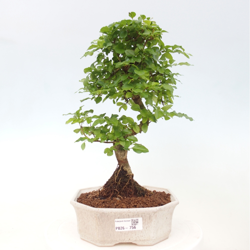 Izbová bonsai -Ligustrum chinensis - Vtáčí zob